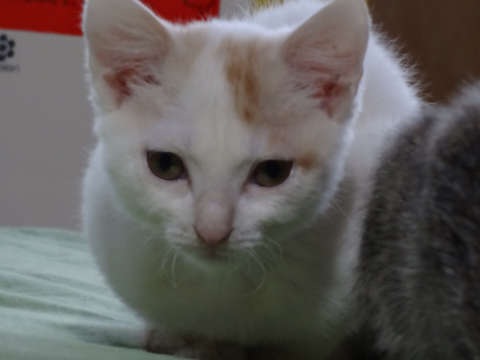 cat356-3.jpg