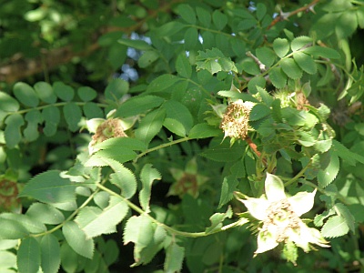 P6030201サンショウバラ花後_400.jpg