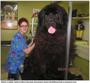 大きな犬