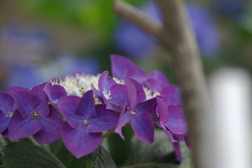 紫陽花の紫