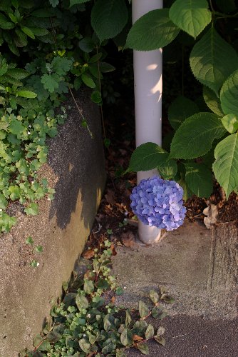 足元に紫陽花