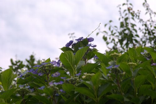 蒸し暑い梅雨空に紫陽花が咲く