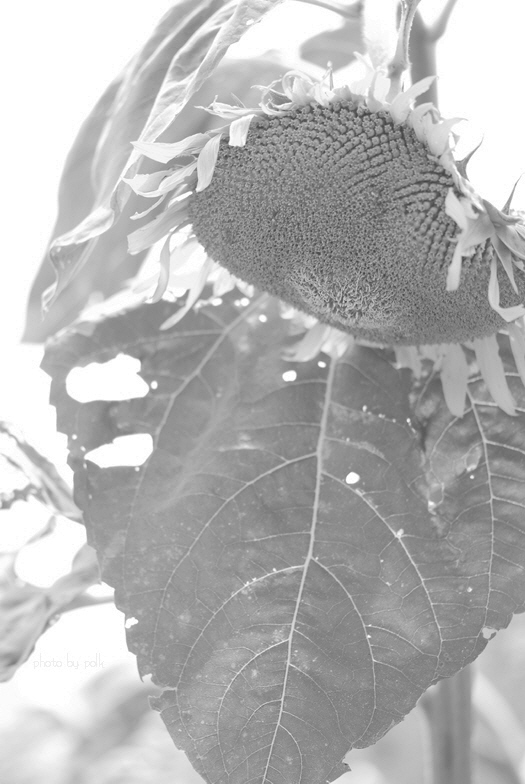 sunflower_2010_8_1_3_lghtrd.jpg