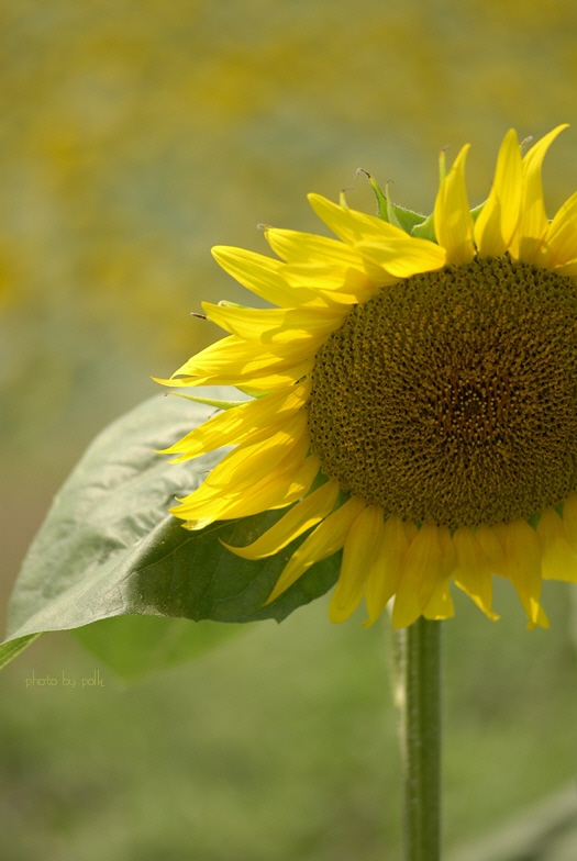 sunflower_kaminokawa_2010_8_22_5.jpg