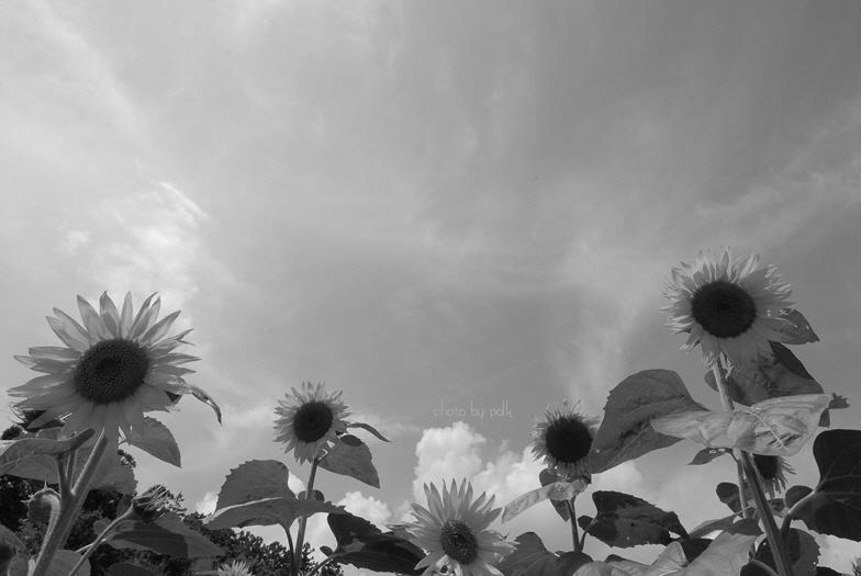 sunflowers_2010_8_8.jpg