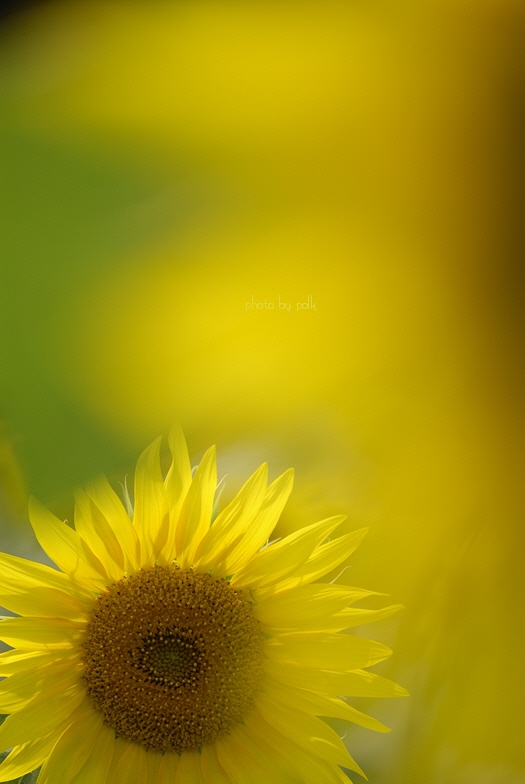sunflowers_2010_8_8_6.jpg
