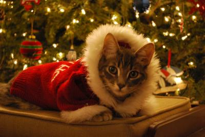 クリスマス　猫１