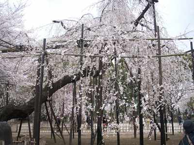 樹齢４００年の伏姫桜！