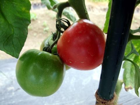 大玉トマト収穫