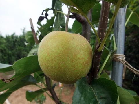 梨収穫