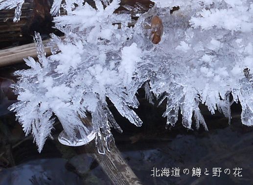 静内川氷の花