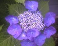 紫陽花（我が家のエゾアジサイ）前