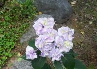 紫陽花（オタクサ）