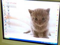 パソコンのデスクトップ（猫１1月）