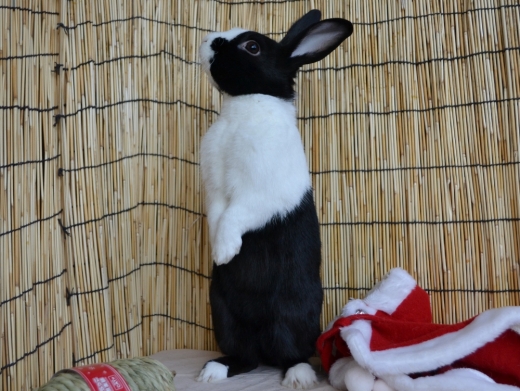 ボクたちもがんばるよ♪