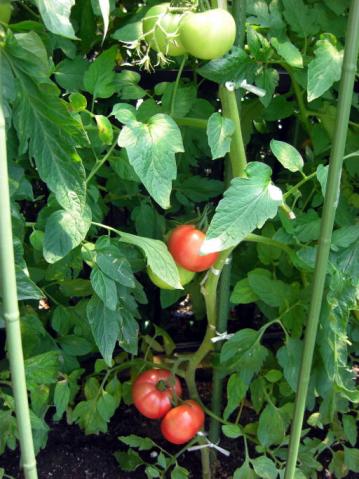 トマト畑（昼3）