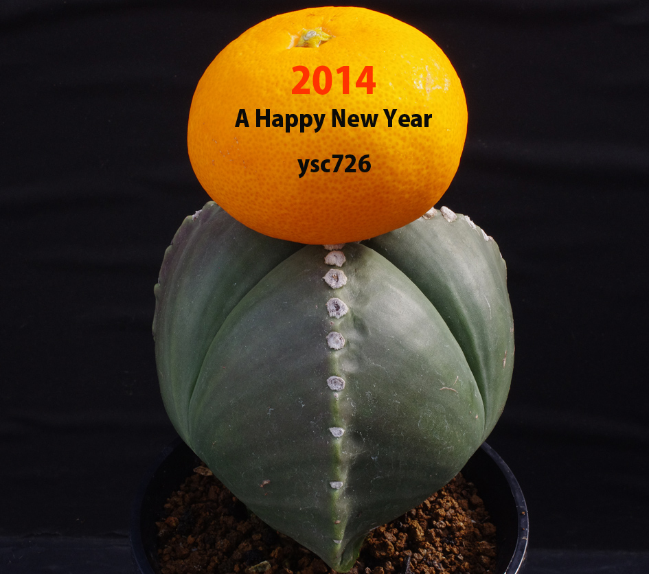 A happy new year 2014-blog