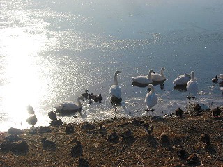 0128諏訪湖の白鳥 (3)