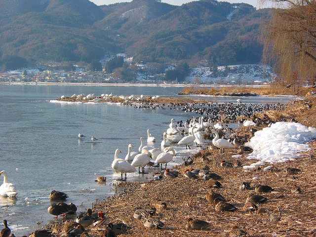 0128諏訪湖の白鳥