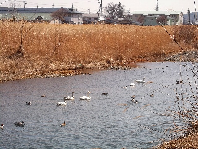 0303上川の白鳥 (5)