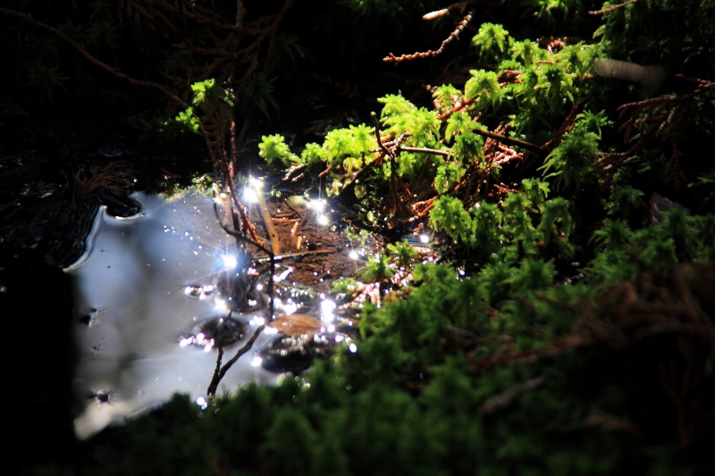 苔と水面の輝き (800x533)