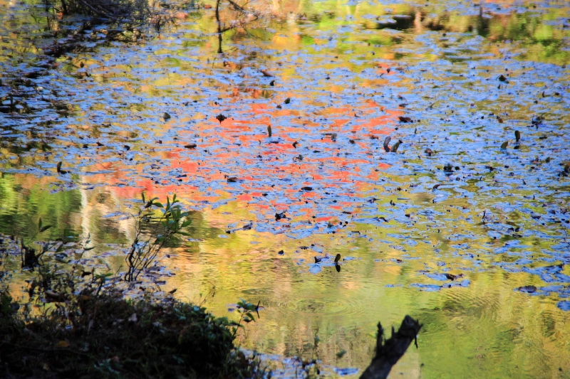 タカドヤ池の秋景色 (800x533)