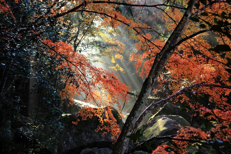王滝渓谷：朝の光芒 (800x533)