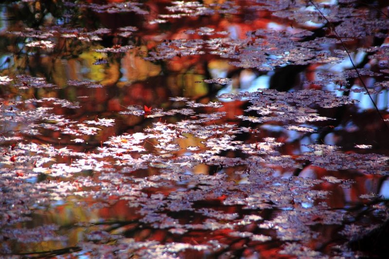 豪華絢爛な秋の絵巻 (800x533)