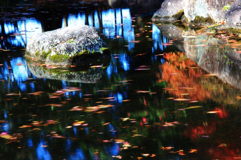 水面の秋彩 (800x533)
