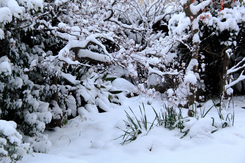 雪の庭 (800x533)