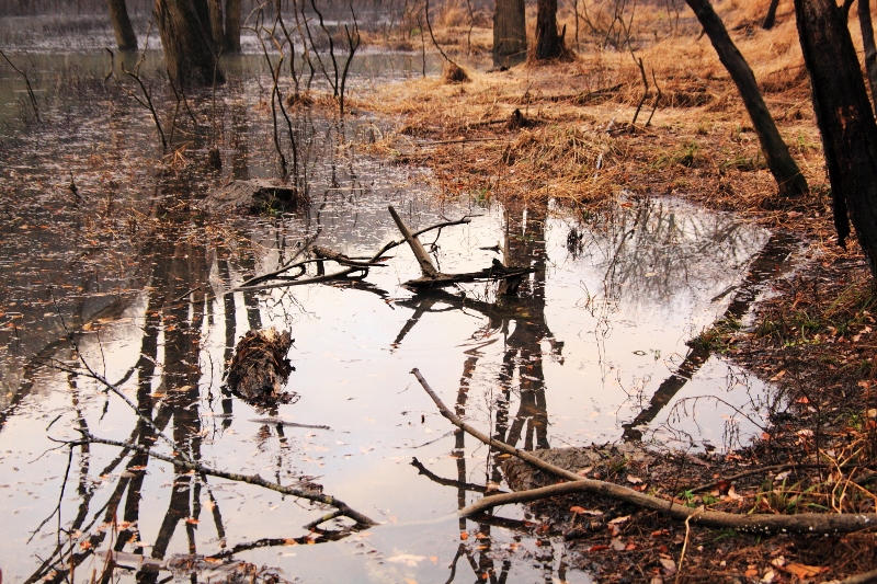 朽ちた森と池 (800x533)
