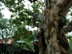 サルスベリの木が４０センチ